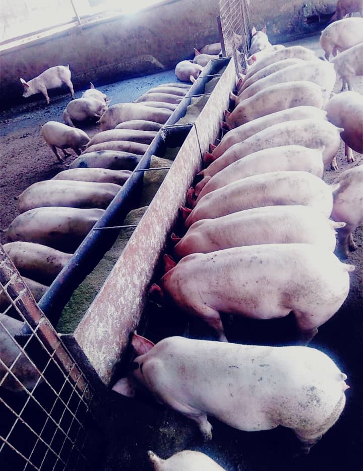 JLuswabi's tweet photo. Great farm!
Be there for the #PorkFest
On the 27th August 2022.
Come meet the farmer and us the consumers 😎 https://t.co/EKkQnZKwoX