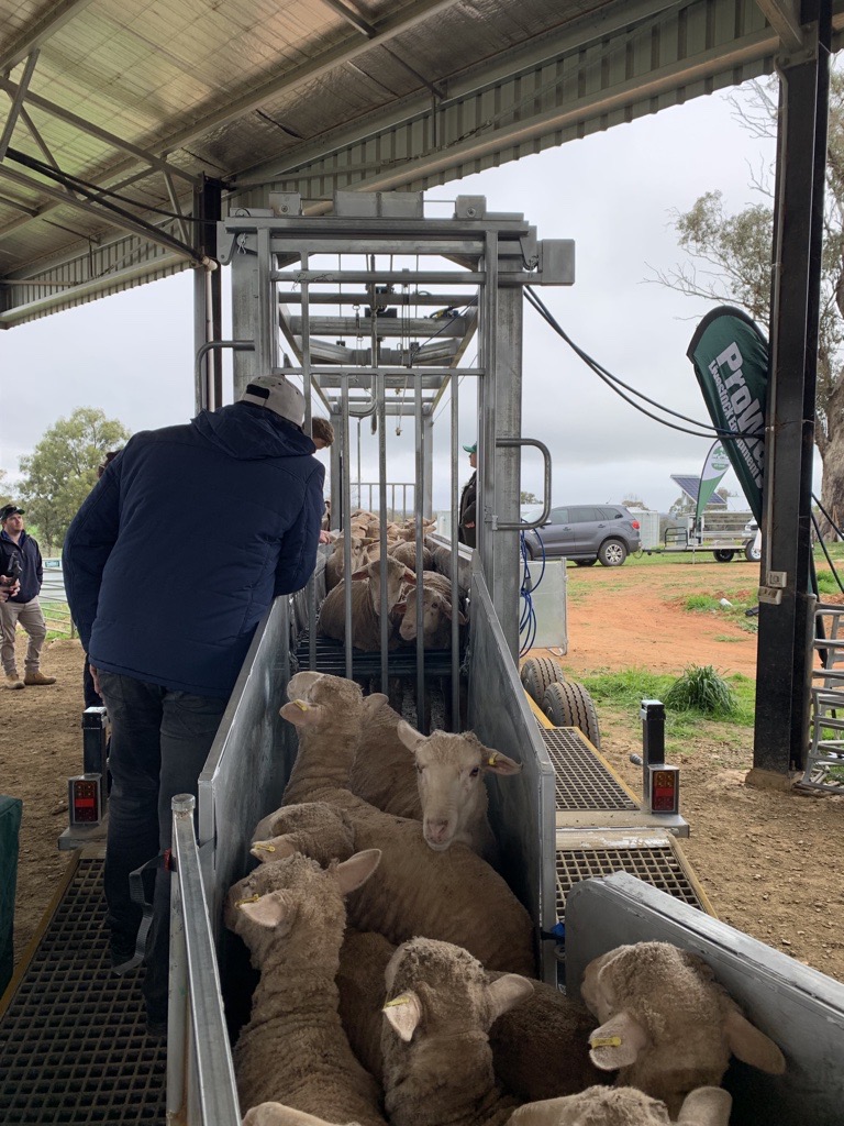 RiverinePlains's tweet image. The @ProWay2000 Bulk Sheep Handler got plenty of attention during our second Innovation EXPO Farm Tour stop at Howlong! Thanks to Steve Butt for the demonstration 🐑🐑