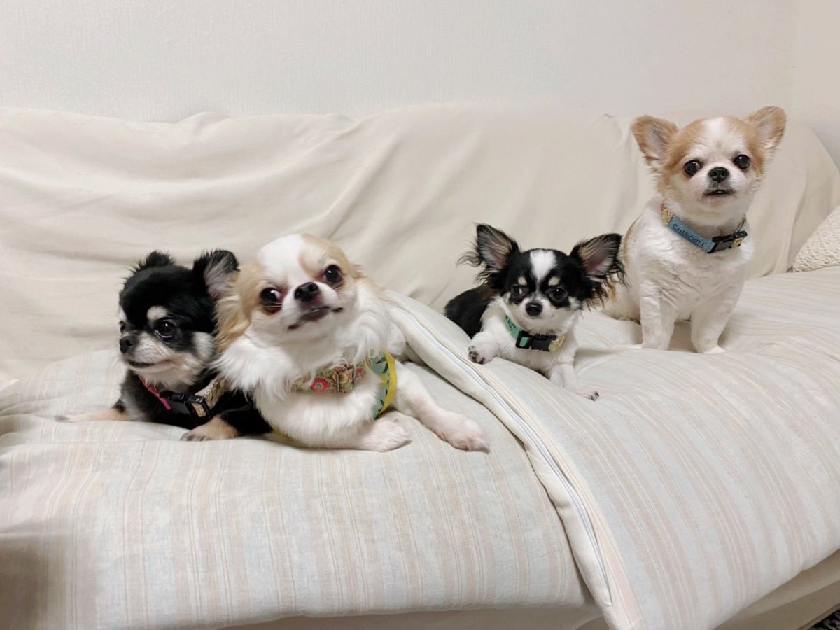うちの可愛いチワワたちの集合写真載せておきます🐶🐶🐶🐶❤️
チワワの集合なら大歓迎😂❤️

#犬好きさんと繋がりたい
#犬のいる暮らし