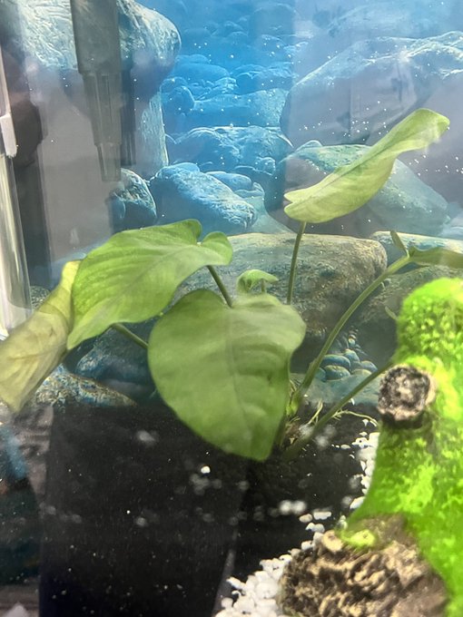 What is this plant? https://t.co/nvLPrLHunz