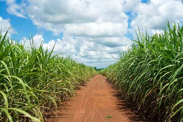Agrinsiderhq's tweet photo. The Kingdom of Eswatini is Africa's largest producer of sugar, followed by Egypt and Zambia. https://t.co/zKadRAyXnC