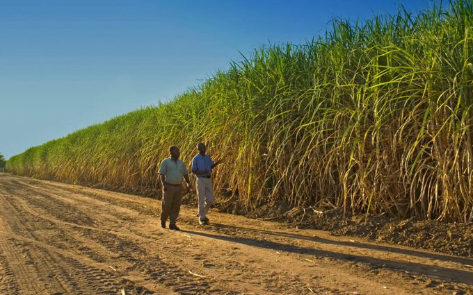 Agrinsiderhq's tweet photo. The Kingdom of Eswatini is Africa's largest producer of sugar, followed by Egypt and Zambia. https://t.co/zKadRAyXnC