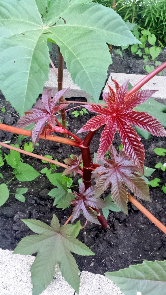 PeazandBeanz's tweet photo. Loving #castorbeans.
Started from saved seed & transplanted late this year but still 💚❤️💜 even if they don't get to 10' this year.
#Manitobagarden
#Garden2022 https://t.co/t5NsdCFmtZ