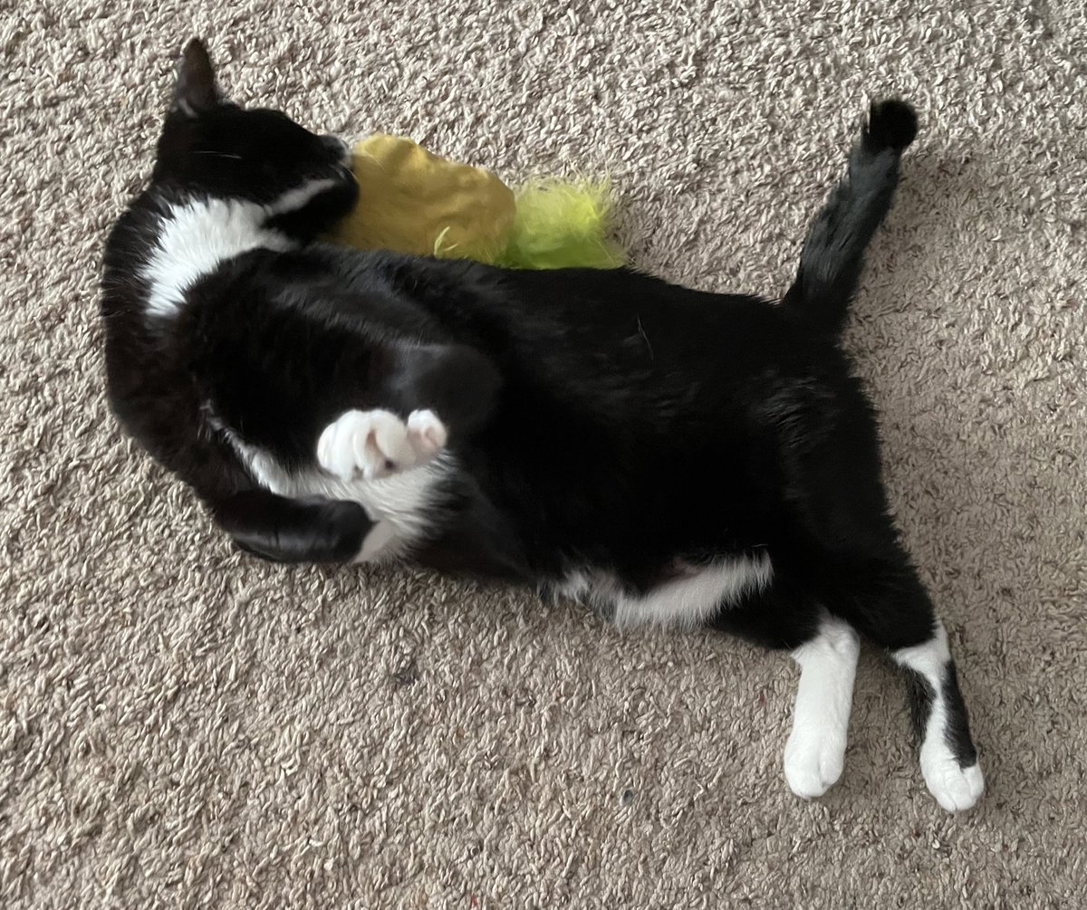 Why is there a 🍍 toy on me? Get it off! Talk to the paw! 🐾 ~Wednesday 🐈‍⬛ #Cats #CatsOfTwitter #CatsOnTwitter #BlackCats #PanfurSquad #CatToys #Tuxie #TuxiesRock #TuxiesRule #PawsNeedClaws #ToeBeans #CatPaws #catstagram #WednesdayWisdom #TuesdayNight #meow #CatsPlaying