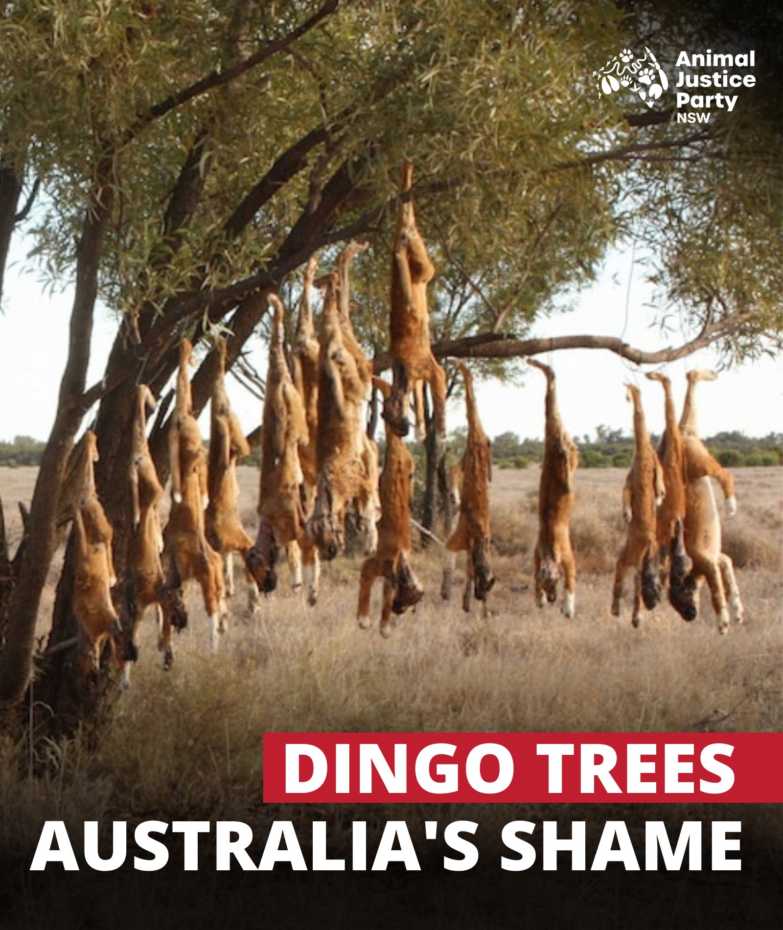 Are Dingoes Protected In Nsw are-dingoes-protected-in-nsw