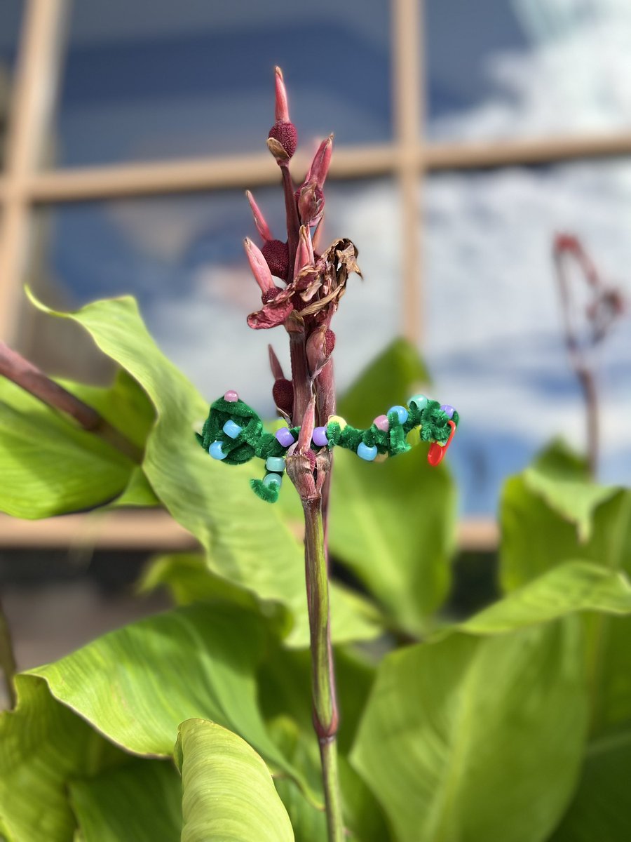 Mary Ann Cawley tweet media