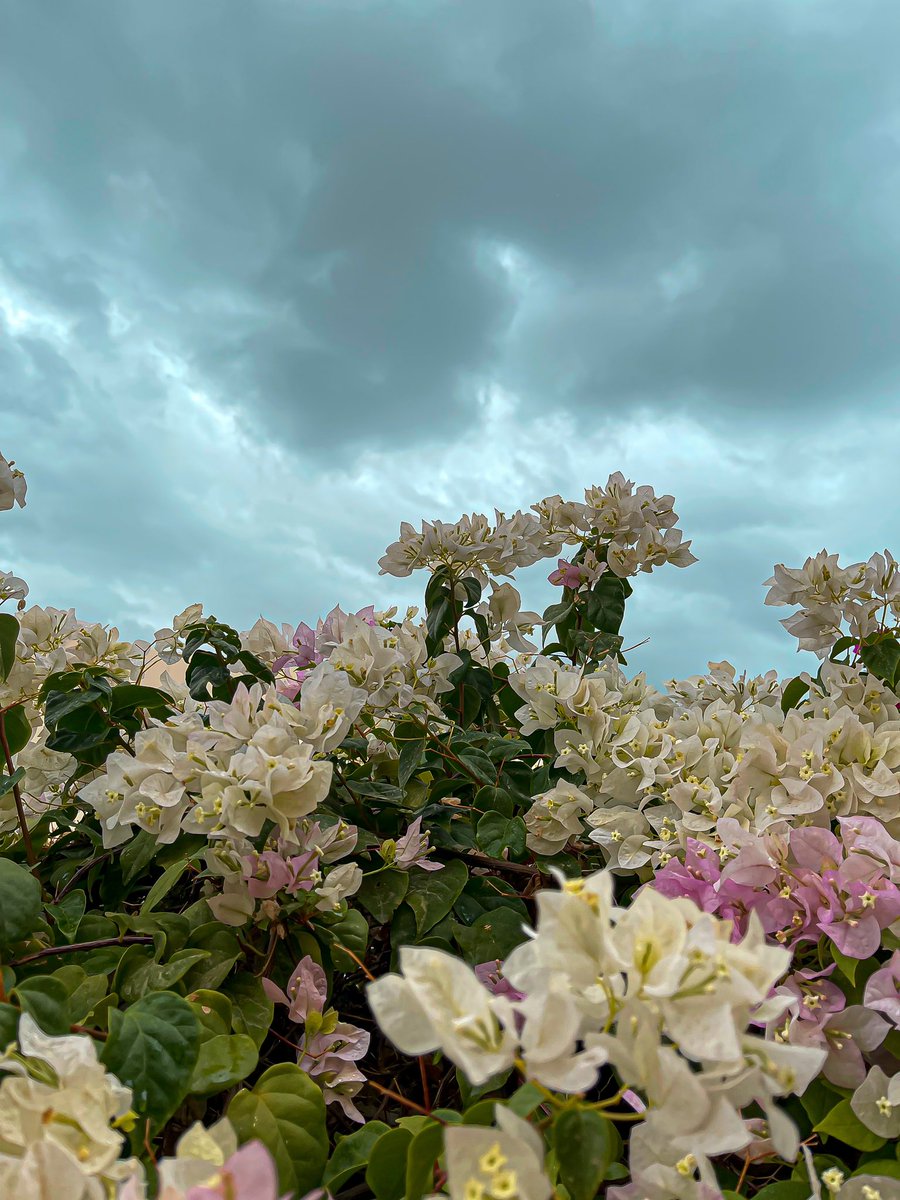 ..

اللهــم شيئاً جميلاً لم يڪن بالحسبان..❤️

..
#تصويري 
 #صباح_الخيرᅠ