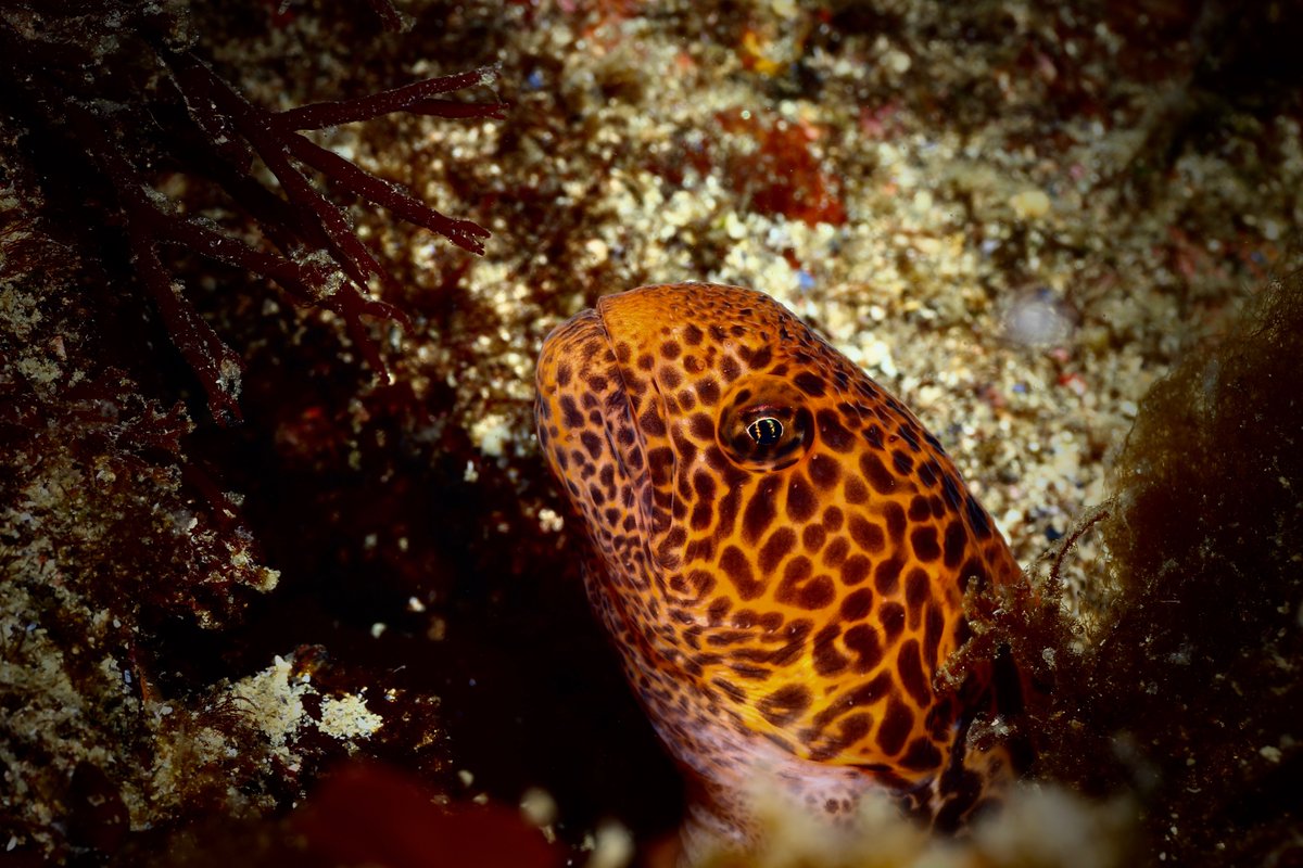 KieranCx's tweet photo. A few underwater favourites were added to our @ReefLifeSurvey transects this week at @BamfieldMSC 

@ClaireAttridge @redlipblenny @bickell_andrew @kiarakattler @BridgetETMaher @JuanesLab @SFUResearch @UVicScience @LiberEroFellows https://t.co/htxTi0R78C