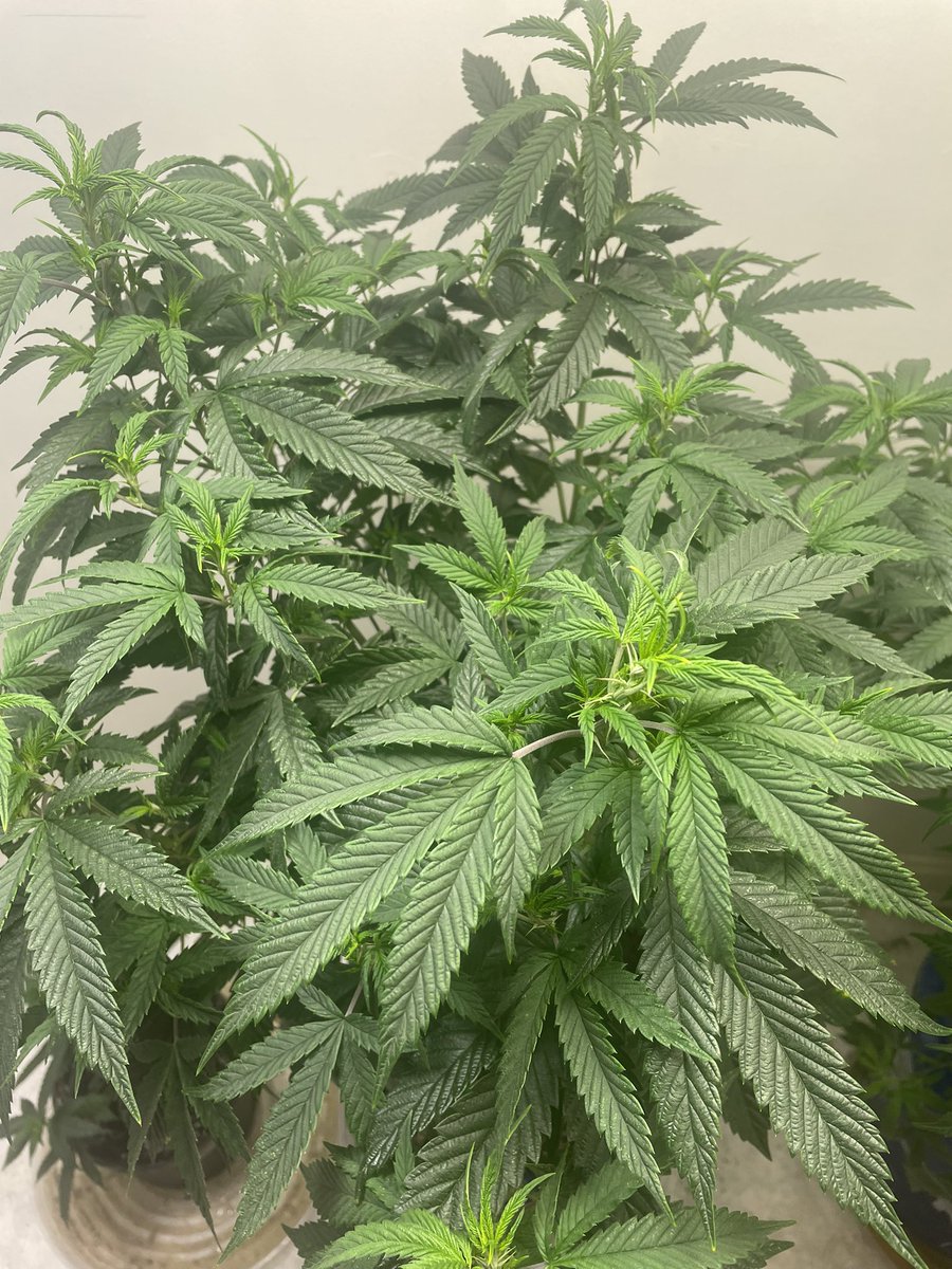 rastanewman's tweet photo. @irvineseedco tester Blue and Purple. Both taking off under this #Ts1000 from @MarsHydroLight. Waiting their turn to go to flower. Smoking on some #DeadheadOg from @irvineseedco. Grown by me. 6 months of cure. Its crucial. Wanna grow? Check the comments for the link. #irvinearmy https://t.co/ENUBWSt5AZ