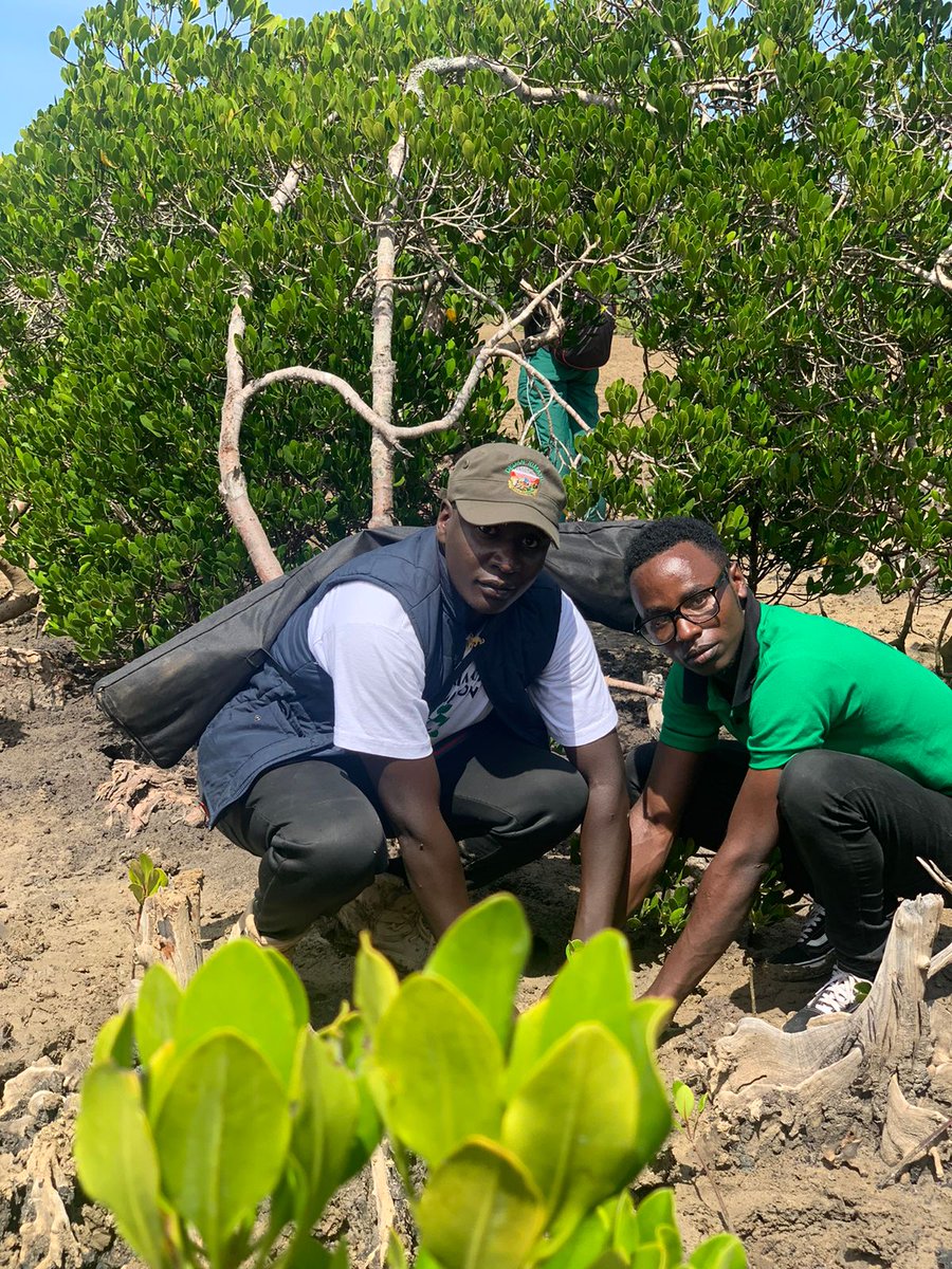 junior_K_im's tweet photo. @Dedankm yesterday participated in celebration of the Mangroove day which play vital role in environmental conservation
@evakimathi 
@KeEquityBank 
@KeForestService 
@kdfinfo 
@Muema_Francis6 
@Maina_leah1 
@Karasinga3
#TREES4HEROES
#TREESFORBETTERLIVES https://t.co/1PunCfnd6o
