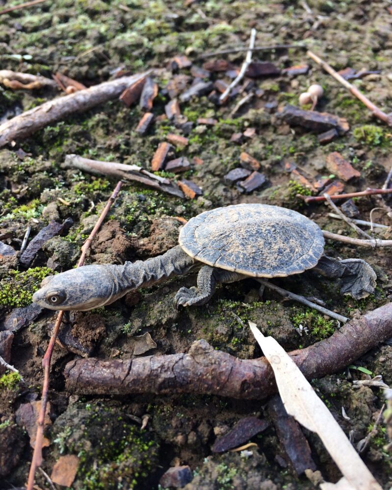 NEW! Early Career Ecologist Conference Travel Grants now available for #ESASCBO2022! Up to $1000 per applicant is available for conference-related costs (incl, childcare).

Applications close Friday 26 August. 

More information: ecolsoc.org.au/awards/confere…

📷️: <a href="/AbigailLParker/">Abigail Parker (she/her)🧜🏻‍♀️🐢</a>