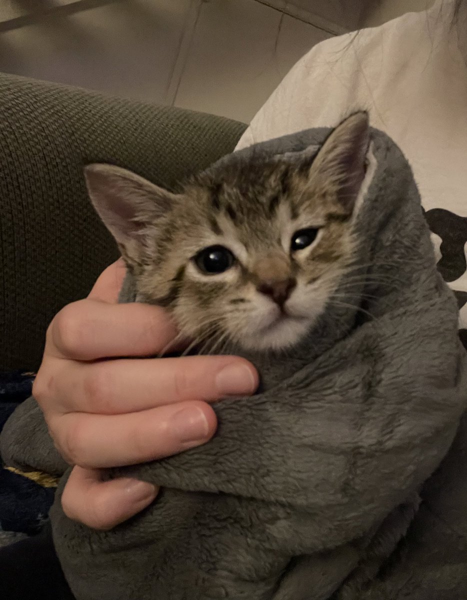 feederofcats's tweet photo. wrapped in heating pad after getting bathed for the third night in a row https://t.co/tmxgQsyKuz