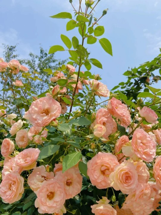 emartus_inc's tweet image. Some beautiful flowers
____________________
#EMARTUS #photography #photographylovers #PhotographyIsArt #flowerphotography #gardensoftwitter #roses #NaturePhotography #NatureBeauty #naturelover