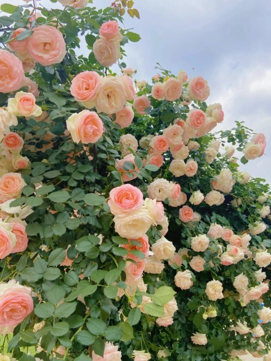 emartus_inc's tweet image. Some beautiful flowers
____________________
#EMARTUS #photography #photographylovers #PhotographyIsArt #flowerphotography #gardensoftwitter #roses #NaturePhotography #NatureBeauty #naturelover