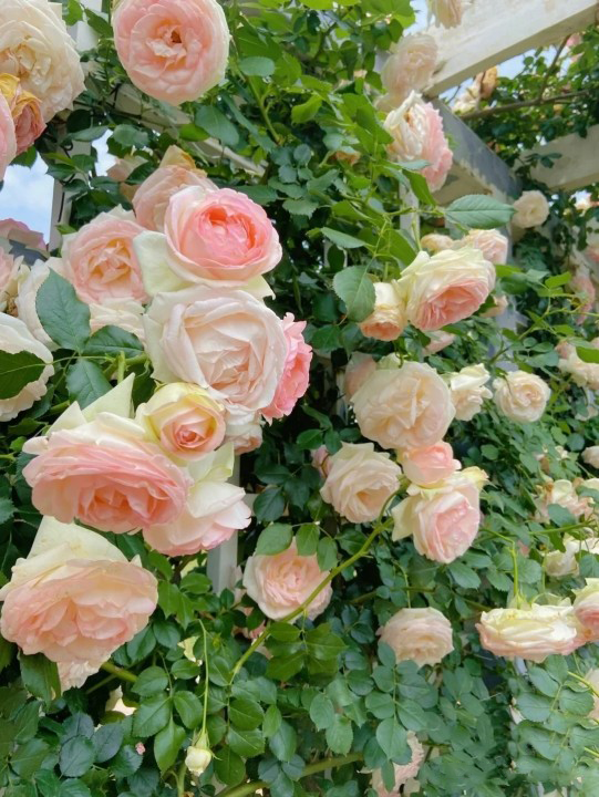emartus_inc's tweet image. Some beautiful flowers
____________________
#EMARTUS #photography #photographylovers #PhotographyIsArt #flowerphotography #gardensoftwitter #roses #NaturePhotography #NatureBeauty #naturelover