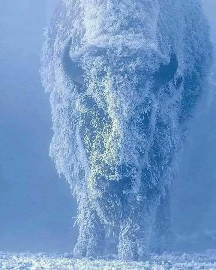This is a bison at 35 below zero in Yellowstone National Park USA. How cold of a #Bitcoin winter can you survive?
