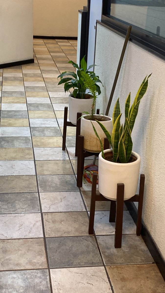 ajenjoh's tweet photo. Dijo doña Mary que sacó mis plantas de la oficina mientras estoy en resguardo para que no estén encerradas...

Ya me desesperé, por cierto. https://t.co/dMRzCXm1Gv