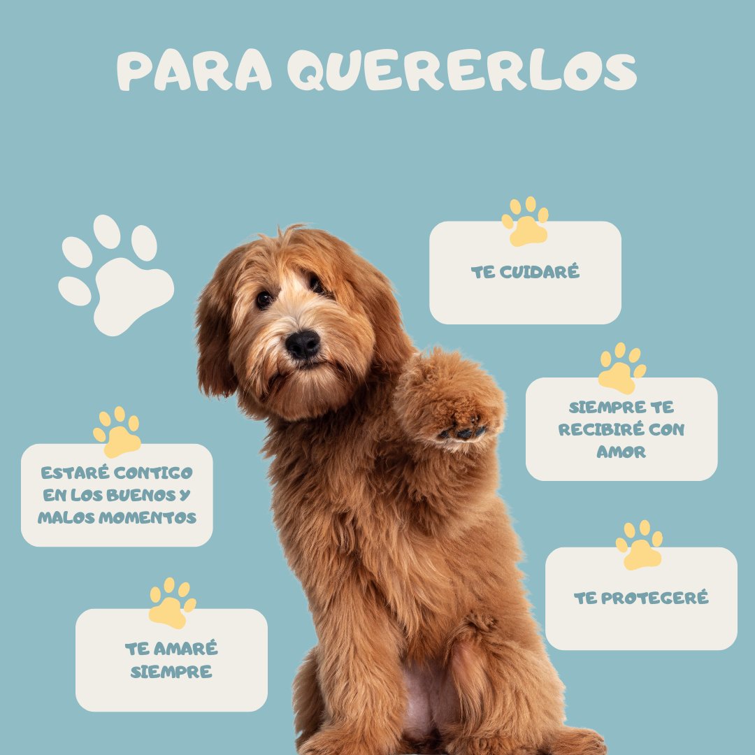 galguitaamelie's tweet photo. ⓅⒺⓇⓇⓎ ⒸⓄⓃⓈⒺⒿⓄⓈ
#pets #martingale #martingalecollar #collarperro #martingalecollars #dogs #doghappy https://t.co/FIvPxonoyB