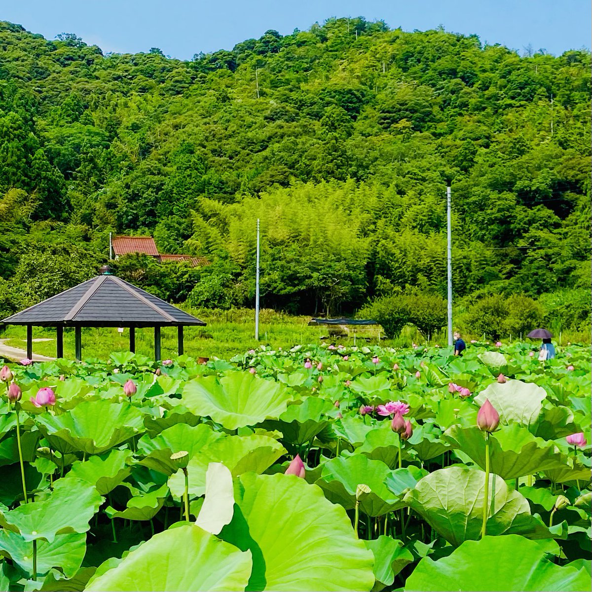 松江市下佐陀町にある「鏡谷はす園」でハスの花が見頃🌸
#松江 #島根 #ハス #蓮 #鏡谷はす園