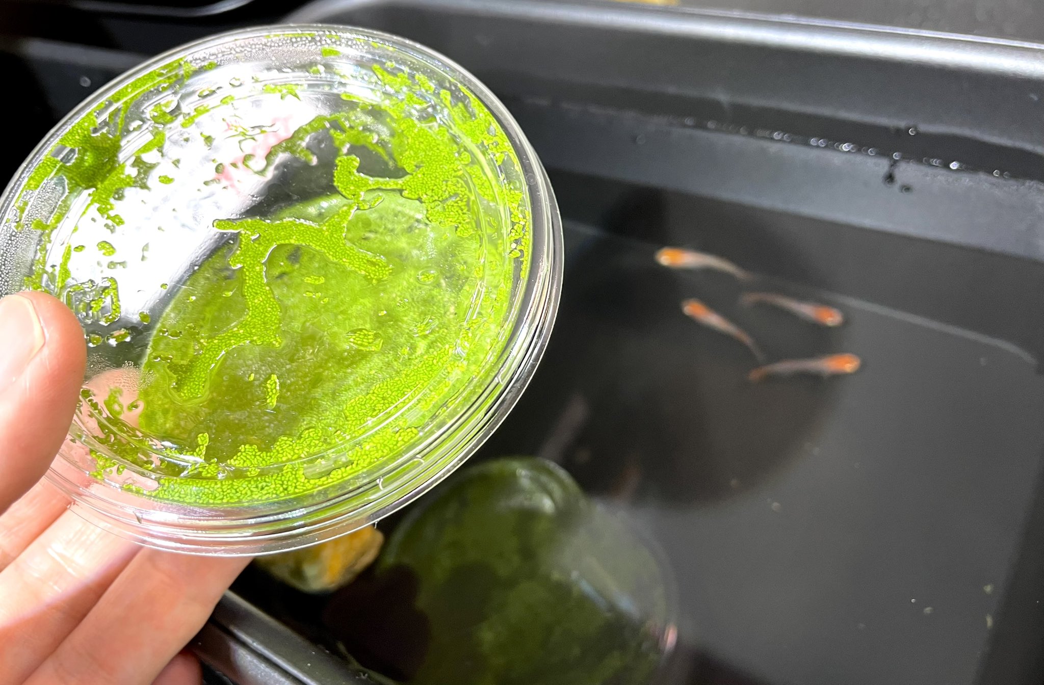 よこはま金魚本店 別館 大人気のミジンコウキクサ 残り5個です 良く食べて栄養満点 かなりオススメなのでお早めに マイクロワームも再入荷してます メダカ飼育 ミジンコウキクサ マイクロワーム T Co Imxzoktqmp Twitter