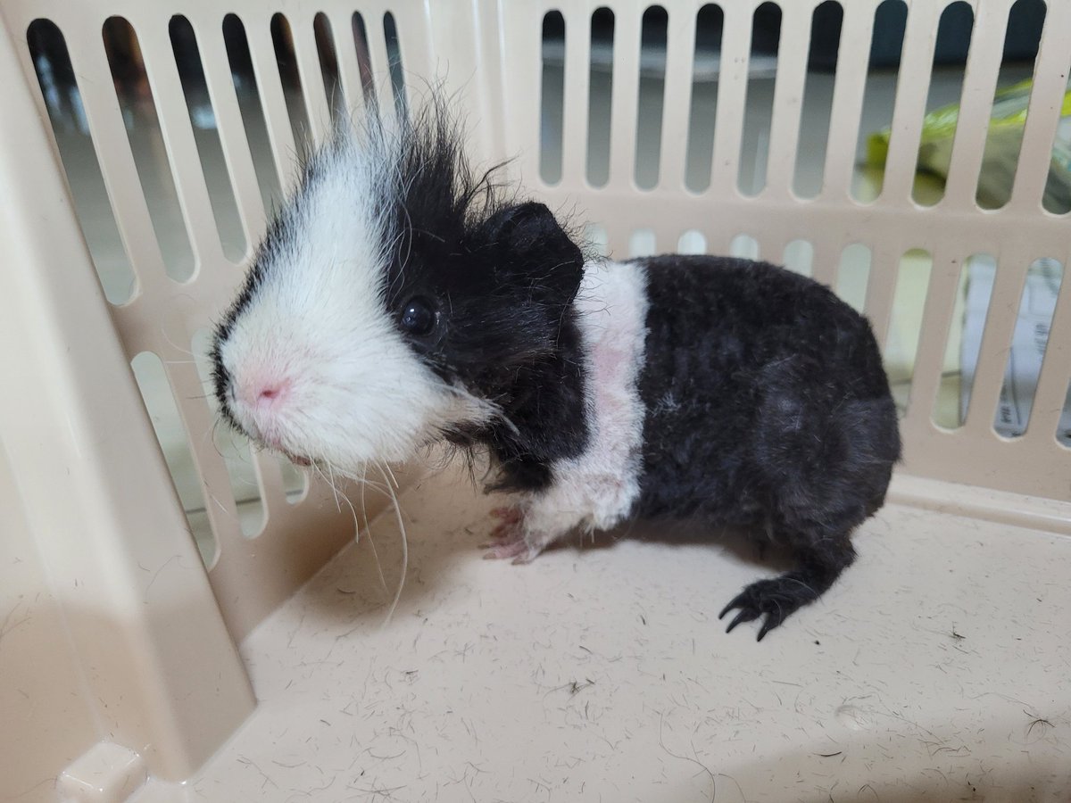 털이 응아쉬아에 떡지고 냄새나고 난리나서 삭발식갔는데
..지켜주지못해 미안..