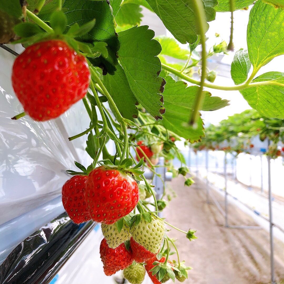 おむすびすみす 公式 島田農園さん 恵庭市林田 お米だけでなく 苺も作られている島田農園さん 今年はいちご狩り をやっていないそうなので 恵庭のお店で島田さんの苺を見つけたらぜひgetしてください 北海道 おむすびすみす 恵庭 恵庭米