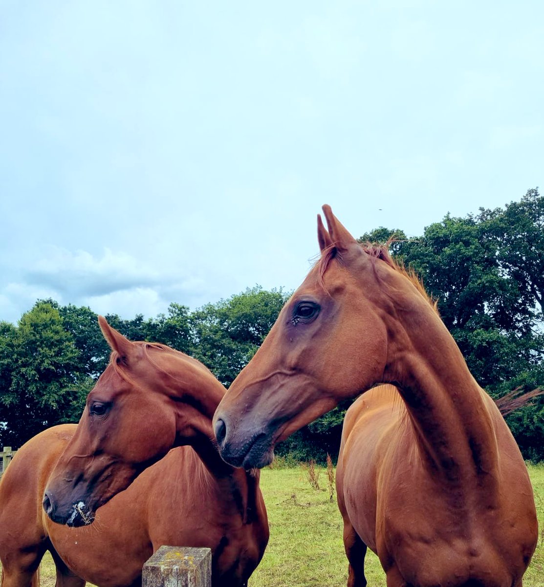 Equichanics's tweet photo. #wenyerreadyfreddie living his well deserved retirement in Devon, keeping youngster’s company ❤️ This one takes his impression of Freddie very seriously 🤣 https://t.co/bChrRg0qhW