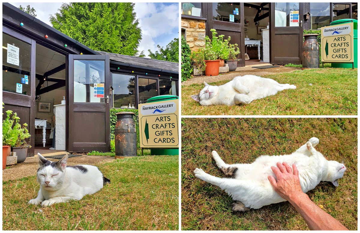 Bounty likes to take the more laid-back approach to starting her day, no point in over doing things too early on Wednesday.
Have a safe day everyone.
<a href="/OldDairyFarmNN7/">Old Dairy Farm NN7</a> #shoplocal #catsatwork #CatsOnTwitter