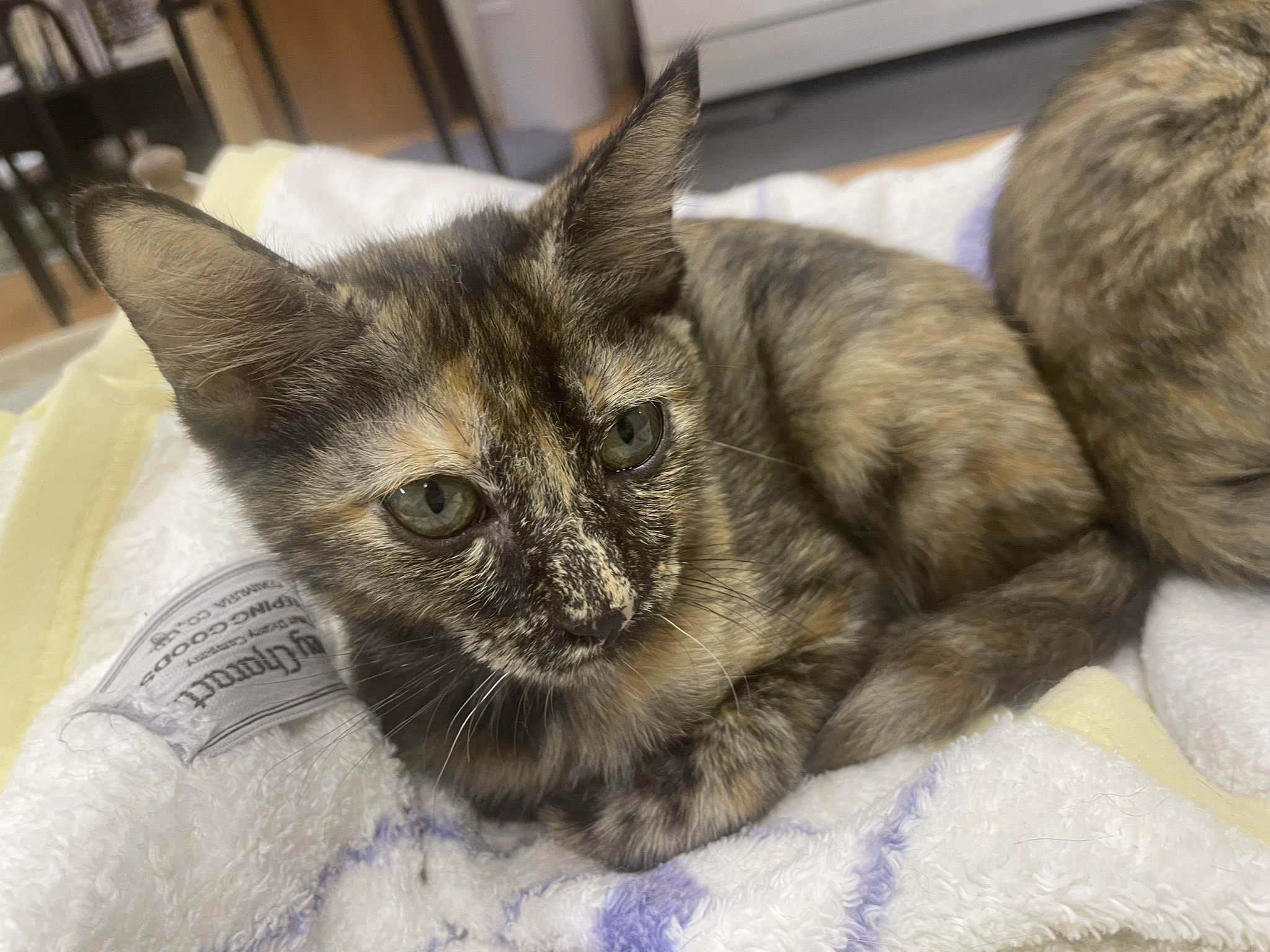 See Tumugi Buchiko S Tweet Twitter