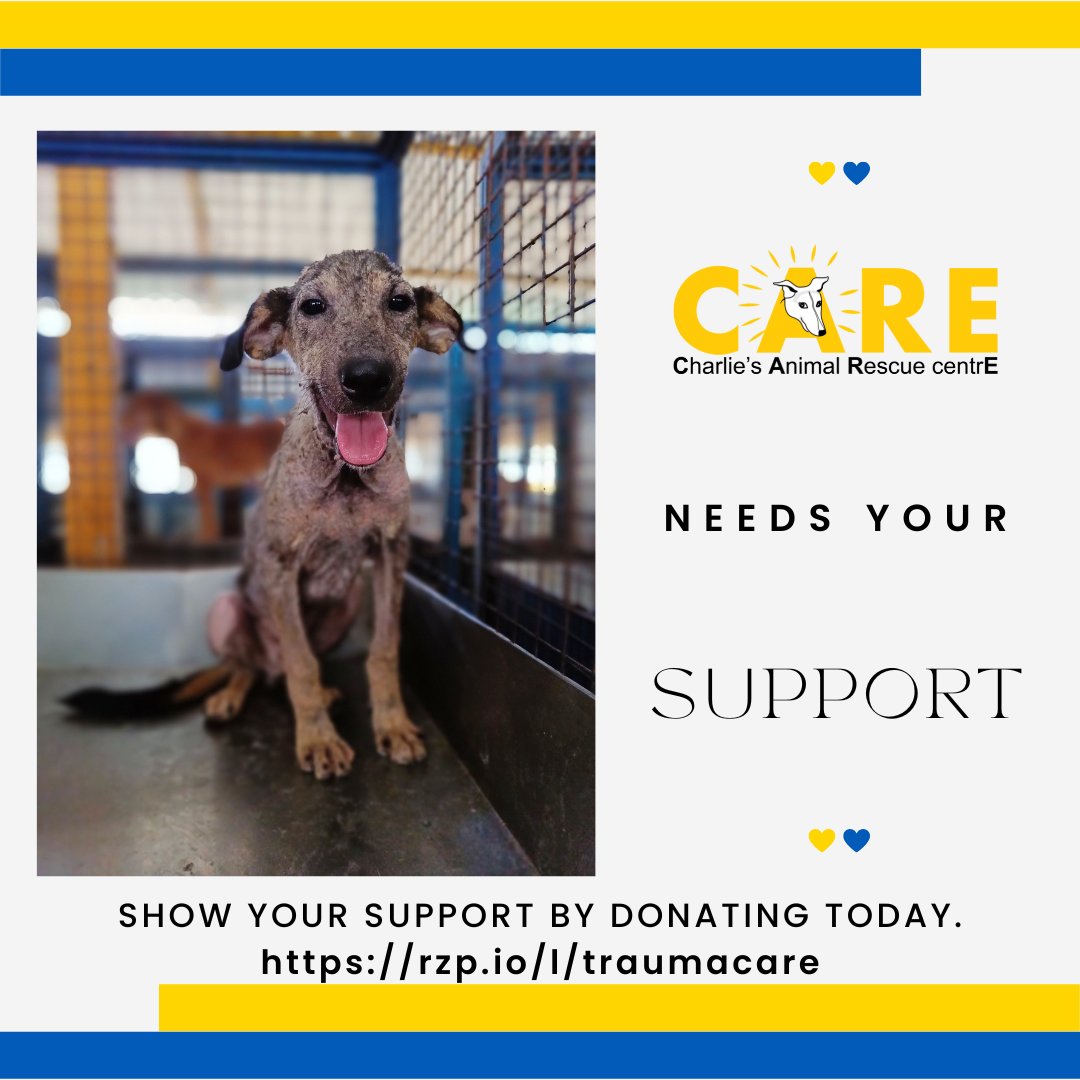 Charlie's Animal Rescue Centre (@careshelterblr) / Twitter Charlie's Animal Rescue Centre (@careshelterblr) / Twitter