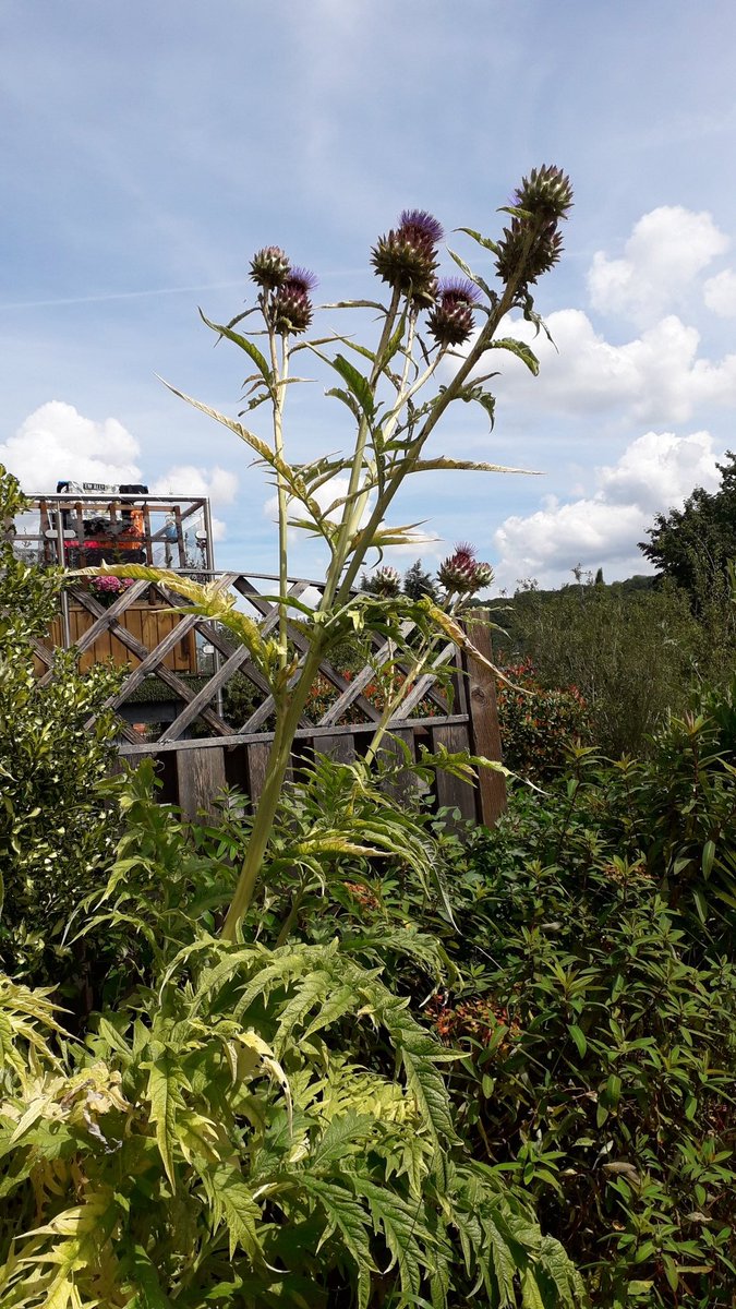 Nowhere near as spectacular as @silverpebble's... but our cardoons are looking pretty good today... especially as they were totally covered in black fly a few weeks ago... They even had a visit from a peacock butterfly earlier... https://t.co/KsGU4WfiwW
