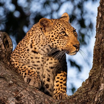 #NewProfilePic 

® Armand Grobler <a href="/Rhulani_lodge/">Rhulani Safari Lodge</a>