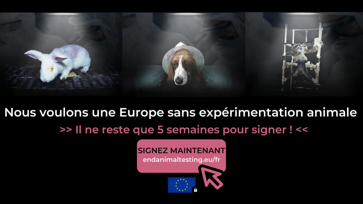 ⚠ URGENCE : il ne reste que 5 semaines pour agir pour une Europe sans expériences sur les animaux !

Ajoutez votre nom dès maintenant et partagez SVP - merci pour les animaux qui souffrent et meurent dans les laboratoires. 🙏

➡ endanimaltesting.eu/fr