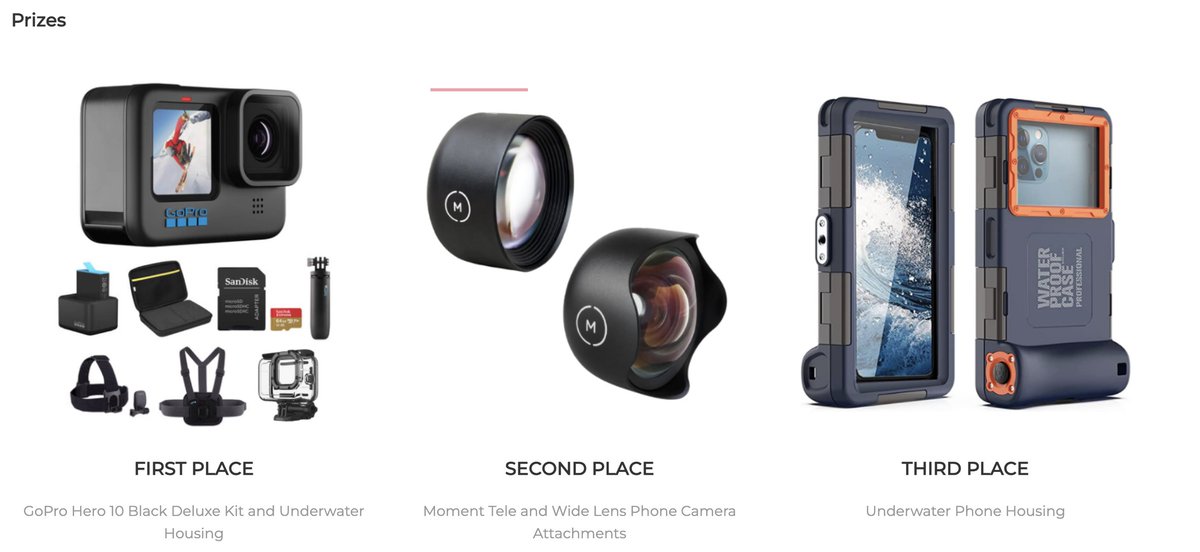 During #sharkweek you can express your love of #sharks by watching TV or actively participating in a shark photo hunt to help research. You can win great prizes by submitting original shark pictures to #sharkPulse or validating web-mined images! 
sharkpulse.cnre.vt.edu/shark-photo-hu…