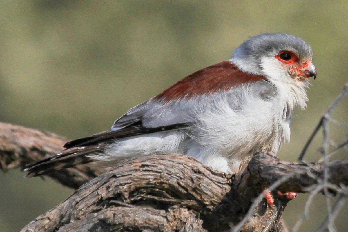 Data_BirdMan's tweet image. Pygmy Falcon (Polihierax semitorquatus)
𝐊𝐠𝐚𝐥𝐚𝐠𝐚𝐝𝐢 𝐓𝐫𝐚𝐧𝐬𝐟𝐫𝐨𝐧𝐭𝐢𝐞𝐫 𝐏𝐚𝐫𝐤

#TwitterNatureCommunity #TwitterNaturePhotography   #birds #Naturephography #birdwatching #Canon #canonphotography #birdphotography