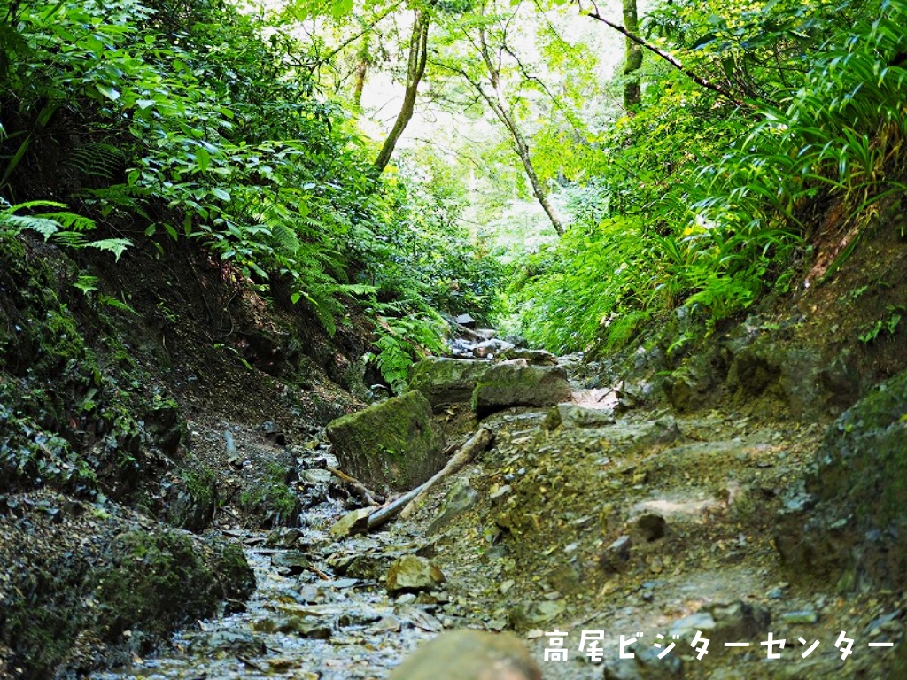 takaovc's tweet image. 暑い夏、 ＃高尾山 に訪れた時には6号路を歩くのがオススメです。登山道のすぐ隣に沢が流れているので、歩いていると涼しい風を感じられるとともに、本格登山が味わえます！夏は東京の自然公園で思いっきり遊びましょう♪

＃ビジターセンターに聞いてみよう