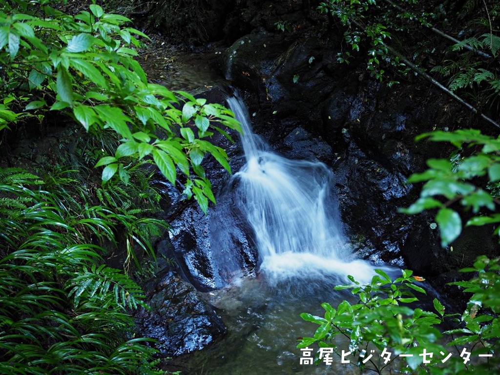 takaovc's tweet image. 暑い夏、 ＃高尾山 に訪れた時には6号路を歩くのがオススメです。登山道のすぐ隣に沢が流れているので、歩いていると涼しい風を感じられるとともに、本格登山が味わえます！夏は東京の自然公園で思いっきり遊びましょう♪

＃ビジターセンターに聞いてみよう