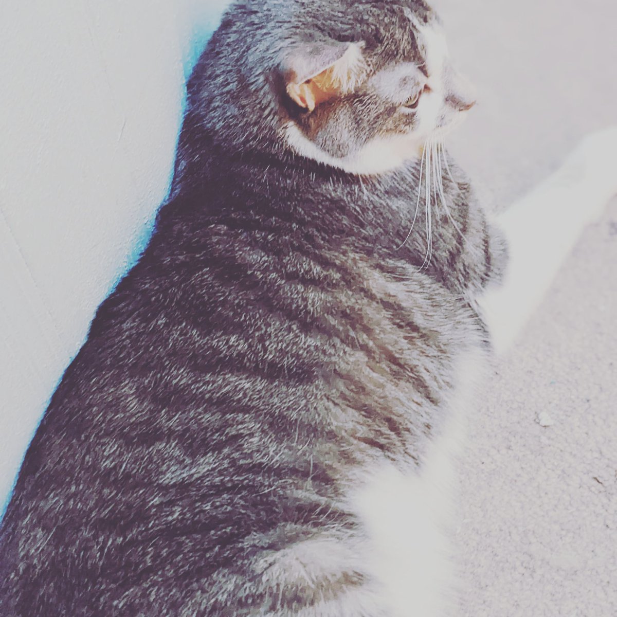 💎#girl #fotografia #portrait #followme #selfie #instadaily #smile #cute #sky #likeforlikes #fashion #followforfollowback #color #naturephotography #life #happy #sunset #summer #landscape #insta #lifestyle #model #style #blackandwhite #illustration #capture #beauty #cats