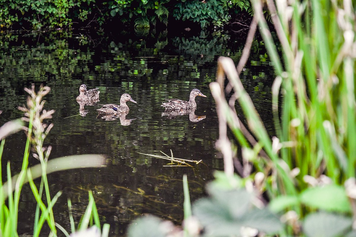 Refresh:⁠ Rule of Thirds

The focal point of this image is highlighted due to its position being in the left third of the frame and also by being very sharp and in focus. The soft focus of the reeds on the opposite side of the frame creates balance and depth.