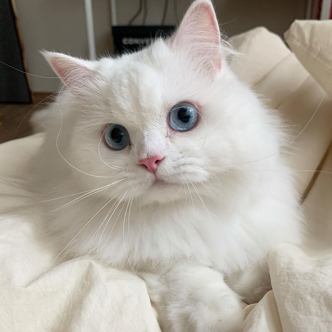 Famous Internet Cats tweet media