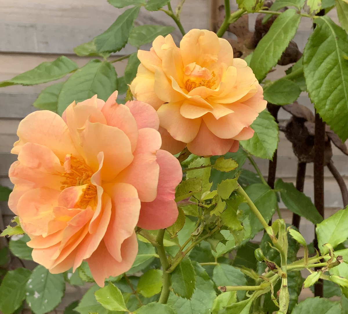 Extreme heat has not been kind to our gardens - foliage scorching and flowers withering - so we’re particularly pleased to see new blooms emerging on ‘Peach Melba’(Rose of the Year 2023) in time for #RoseWednesday 
Have a good day everyone!
#roseoftheyear 
@loujnicholls @kgimson