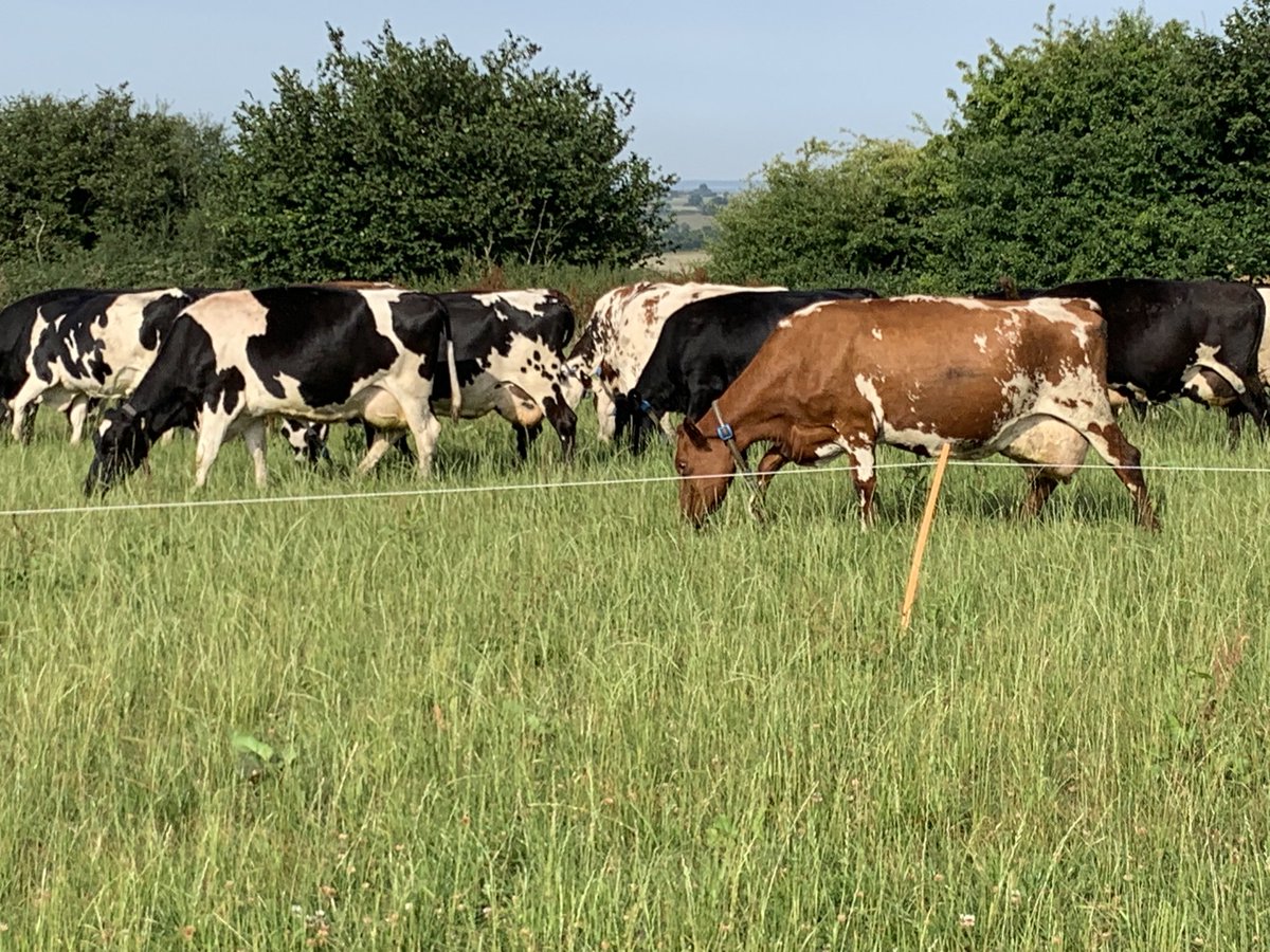 So dry here we are having to start grazing what should have been third cut silage!!!
#toughtimes #longwinter