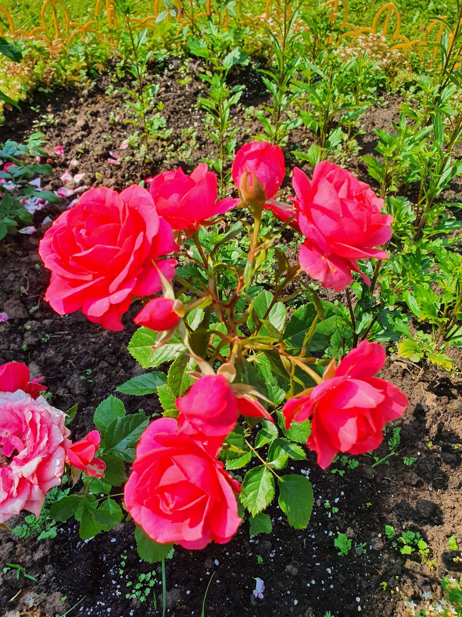 Дейнерис 💙 tweet media