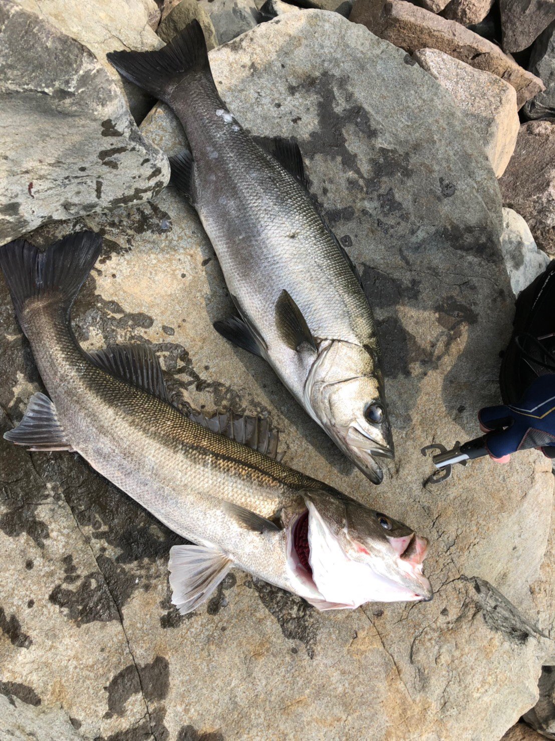 تويتر 鯵猿 على تويتر ヒラスズキとマルスズキの違い 上がヒラスズキ 下がマルスズキ 以上 暇人の投稿でした T Co Gzbk91kxj4