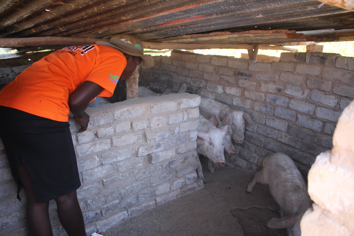 Meet Zamile Moyo (23years),  Nkayi DREAMS Community Based Mentor (CBM) who joined our ZimPAAC DREAMS project in 2021.   From being a young mother working as a brick molder, and failing to look after her son, Zamile is now a pig Farmer and a grocery shop owner.