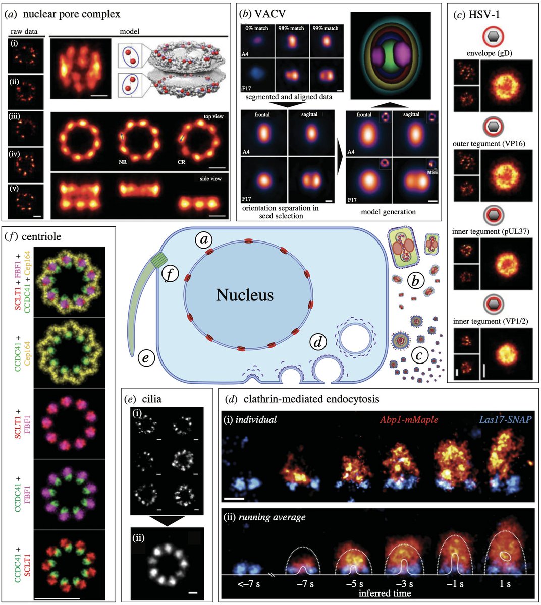 Ricardo Henriques (@henriqueslab) on Twitter photo 🚨🔬😍 Our review on mapping molecular complexes through #SuperResolution #Microscopy is out!! Highlighting many recent exciting studies. A brainchild of <a href="/afonsomendes92/">Afonso Mendes</a> and @Hannah_SuperRes in collaboration with <a href="/simaopc/">Simao</a> and <a href="/christlet/">Christophe Leterrier</a>. Check it out at doi.org/10.1098/rsob.2… 🚨🔬😍 Our review on mapping molecular complexes through #SuperResolution #Microscopy is out!! Highlighting many recent exciting studies. A brainchild of <a href="/afonsomendes92/">Afonso Mendes</a> and @Hannah_SuperRes in collaboration with <a href="/simaopc/">Simao</a> and <a href="/christlet/">Christophe Leterrier</a>. Check it out at doi.org/10.1098/rsob.2…