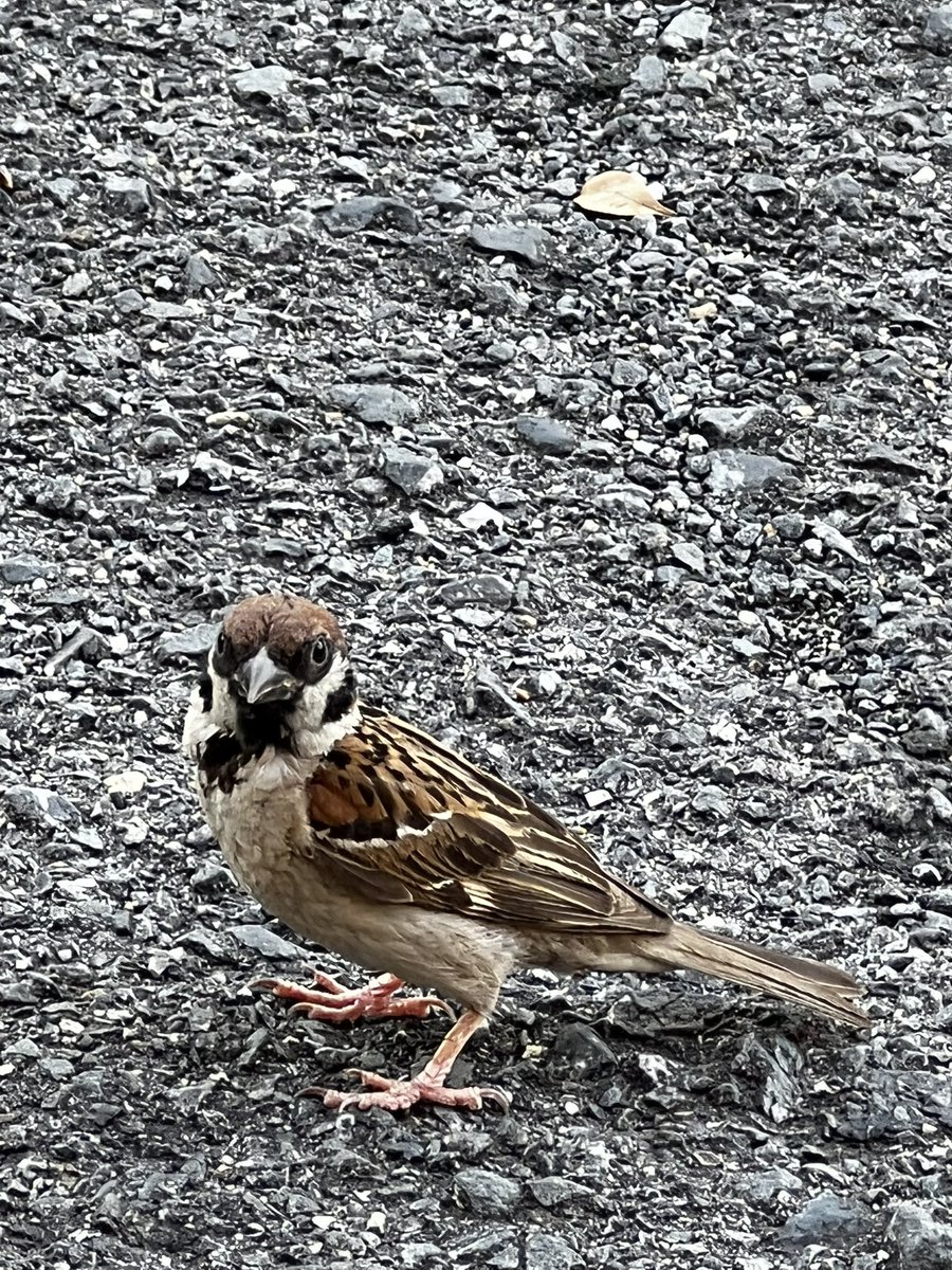 サクちゃん。 (@U6hZc) / Posts / X