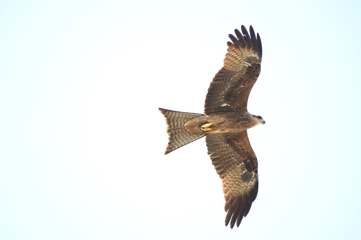 #IndiAves #BrownBirds #birds #birdtwitter