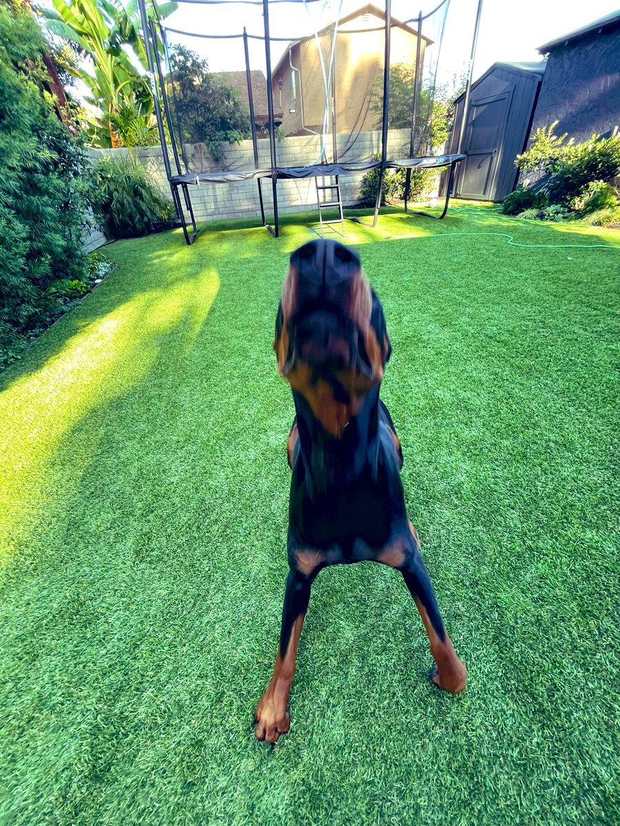 Dobie nose 🐾 #dobermaninfinity #dobie #puppy #TREASURE #TrendingNow #wednesdaythought #kaos