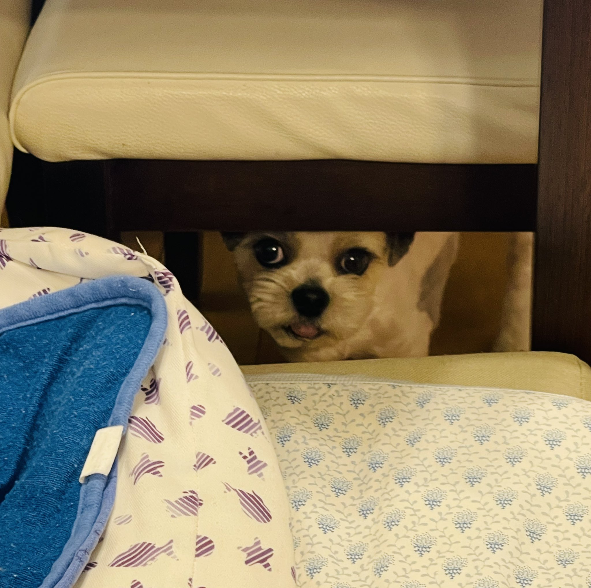 散歩嫌いな犬 Twitter Search Twitter